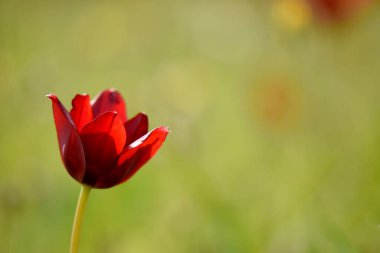 Münzevi Kıbrıs Lalesi. Tek bir koyu kırmızı Tulipa cypria çiçeği yumuşak odaklı yeşil arka planda zarif bir şekilde duruyor ve doğal güzelliğini vurguluyor..