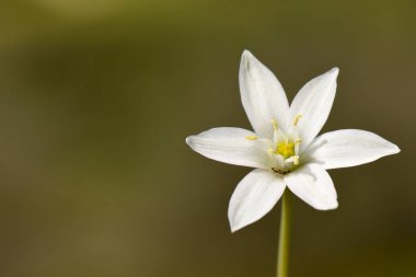 Beyaz Çiçek, Beytüllahim Yıldızı. Ornithogalum umbellatum olarak tanımlanan beyaz çiçeğin tipik altı yaprağı ve parlak sarı merkeziyle detaylı bir makro görüntüsü.. 