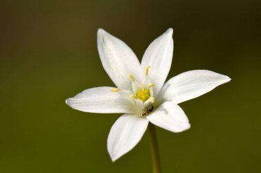 Beyaz Çiçek, Beytüllahim Yıldızı. Ornithogalum umbellatum olarak tanımlanan beyaz çiçeğin tipik altı yaprağı ve parlak sarı merkeziyle detaylı bir makro görüntüsü.. 