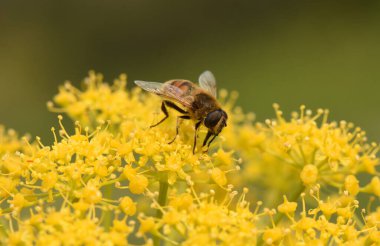 Parlak Sarı Çiçekler 'de Hoverfly (Eristalis tenax). Üzerine tünemiş uçan bir sineğin ya da arı benzeri bir böceğin odaklanmış görüntüsü ve küçük sarı çiçek kümeleriyle etkileşimi. 