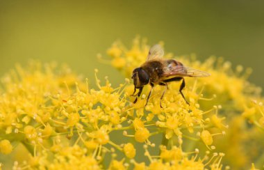 Parlak Sarı Çiçekler 'de Hoverfly (Eristalis tenax). Üzerine tünemiş uçan bir sineğin ya da arı benzeri bir böceğin odaklanmış görüntüsü ve küçük sarı çiçek kümeleriyle etkileşimi. 