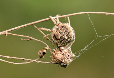  Orb-Weaver Örümceği Ağında Kuru Yapraklar Üzerinde. Kurumuş yaprakların üzerinde dinlenen Larinioides Cornutus gibi bir türün, küre dokumacı örümceğinin detaylı görüntüsü. Doğal kahverengiler ve yeşiller kırsal bir zemin oluşturur..
