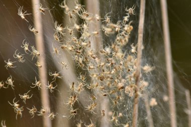 Narin Ağ 'daki Bebek Örümcekler. Genellikle örümcek olarak adlandırılan büyük bir örümcek grubunun bitki kalıntılarına bağlı olan kollektif ağlarının odaklanmış bir görüntüsü. Bu fotoğraf örümceklerin ilk yaşam evrelerini açıkça gösteriyor..
