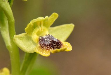 Sarı Arı Orkidesi (Ophrys lutea) Yakından bakınca kendine özgü sarı taç yaprakları ve sepalleri ve tozlaştırıcıları çekmek için bir dişi arıyı taklit eden karmaşık koyu kahverengi ve sarı etiketini gösterir.. 