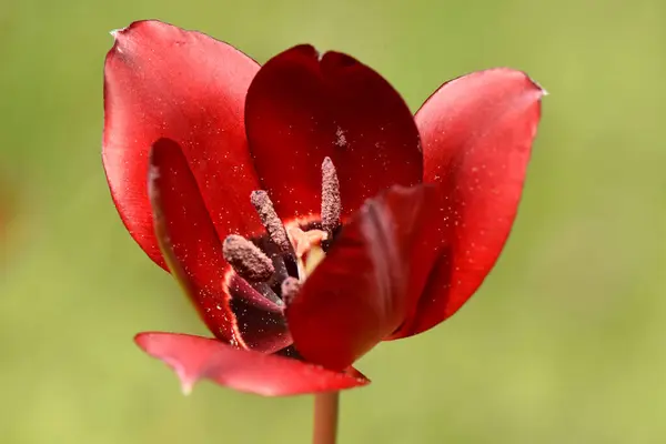 Koyu yeşil, bulanık bir arkaplana karşı çekilen koyu renk merkezi ve kekeme bir Kıbrıs Rum lalesinin (Tulipa Cypria) makro, yakın plan görüntüsü..