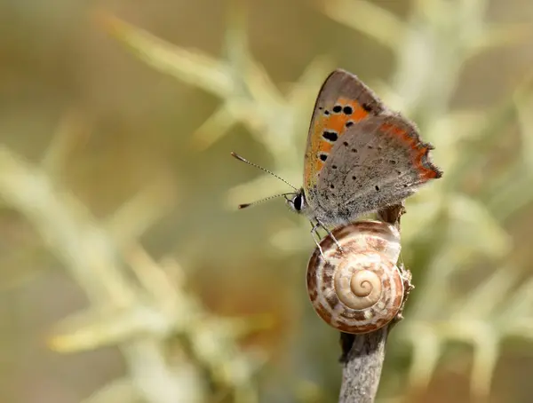 Küçük bir bakır kelebek (Lycaena phlaeas) bir salyangoz kabuğunun yanında bir dal üzerinde dinlenir ve doğada benzersiz bir anı gösterir..