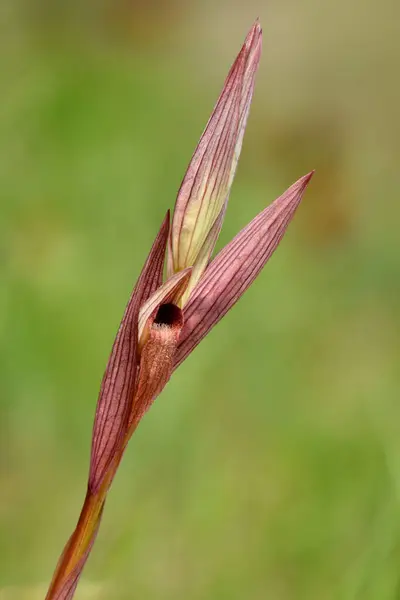 Erapias bergonii çiçek Bud. Bir Serapias bergonii 'nin (Dil Orkidesi) erken tomurcuklanma evresinde çekilmiş, kırmızımsı-kahverengi renginde ve kaynamış yapraklarıyla karakterize edilmiş detaylı bir fotoğrafı.. 