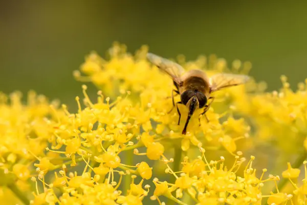 Parlak Sarı Çiçekler 'de Hoverfly (Eristalis tenax). Üzerine tünemiş uçan bir sineğin ya da arı benzeri bir böceğin odaklanmış görüntüsü ve küçük sarı çiçek kümeleriyle etkileşimi. 