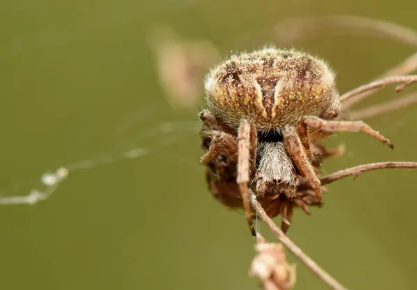  Orb-Weaver Örümceği Ağında Kuru Yapraklar Üzerinde. Kurumuş yaprakların üzerinde dinlenen Larinioides Cornutus gibi bir türün, küre dokumacı örümceğinin detaylı görüntüsü. Doğal kahverengiler ve yeşiller kırsal bir zemin oluşturur..
