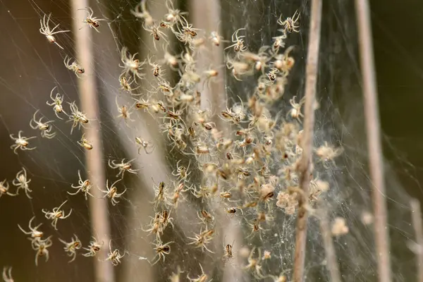 Narin Ağ 'daki Bebek Örümcekler. Genellikle örümcek olarak adlandırılan büyük bir örümcek grubunun bitki kalıntılarına bağlı olan kollektif ağlarının odaklanmış bir görüntüsü. Bu fotoğraf örümceklerin ilk yaşam evrelerini açıkça gösteriyor..