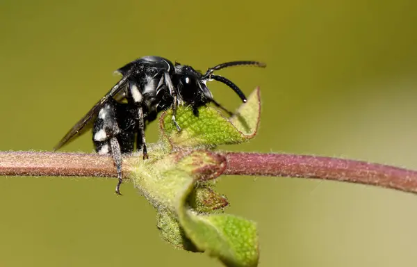 Bitkide Yabanarısı Kara Arı. Bu yakın plan bir bitkinin üzerine tünemiş bir çeşit Thyreus arısı olan Wasp Black Bee 'yi yakalar.. 