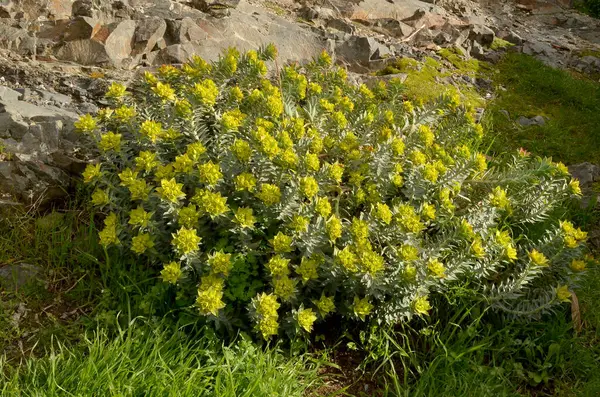  Çiçekli Euphorbia katılaşması (Sincap Bitkisi). İlkbaharda Euphorbia çalılarının göz alıcı sarı-yeşil çiçeklerini yakalıyor. Bitkinin yemyeşil büyümesi ve canlı rengi etrafındaki kayaların engebeli dokusu ve yeşil çimlerle çok güzel tezat oluşturuyor..