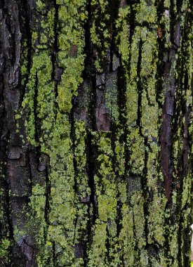 Yeşil Lichen ile Ağaç Kabuğu dokusu. Yıpranmış ağaç kabuğunun dikey yakın çekimi, derinden yarılmış ve desenli, canlı yeşil liken veya yosun parçalarıyla birleşmiş.. 