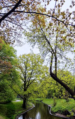 Dar bir kanalın ya da canlı yeşil bir parkın içinden geçen küçük bir nehrin sakin dikey görüntüsü. Bankalar yemyeşil çimlerle kaplı, ve taze bahar yaprakları ile uzun, yaprak döken ağaçlar zarif bir şekilde su üzerinde kemer oluşturarak, bir gölgelik oluşturur. 