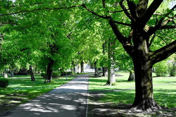 Riga 'daki yemyeşil bir şehir parkında kıvrılan, uzun ağaçlarla çevrili, benekli ışık ve gölgeli bir patikanın huzurlu ve geniş bir görüntüsü..