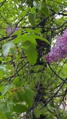 Yavaş çekimde mor leylak (şırınga vulgaris) çiçeklerini gösteriyor, bir daldan zarifçe sarkan ferahlık ve renkle dolup taşıyor.. 