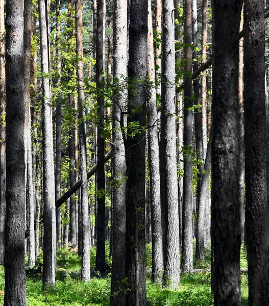 Riga, Letonya 'da yoğun çam ormanı. Riga, Letonya yakınlarındaki yoğun bir çam ormanının yakın görüntüsü. Uzun, gri ağaç gövdeleri, arka planda koyu gölgeler ve yeşil yapraklarla çarpıcı, soyut bir dikey desen oluşturur..