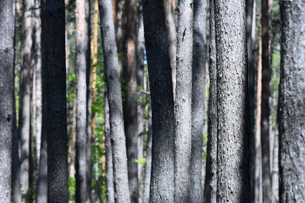Riga, Letonya 'da yoğun çam ormanı. Riga, Letonya yakınlarındaki yoğun bir çam ormanının yakın görüntüsü. Uzun, gri ağaç gövdeleri, arka planda koyu gölgeler ve yeşil yapraklarla çarpıcı, soyut bir dikey desen oluşturur..