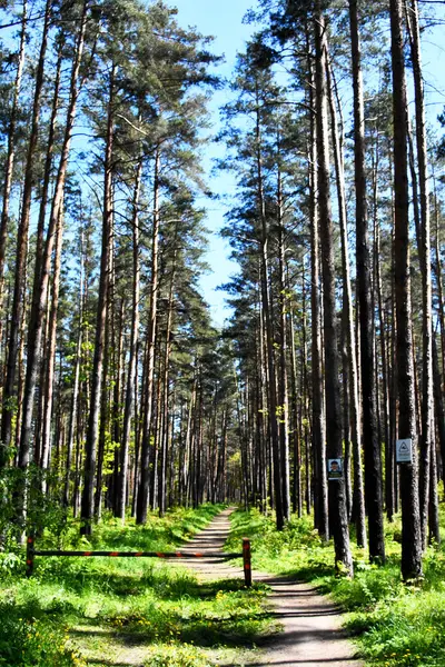 Uzun ağaçlar ve açık mavi gökyüzünün altındaki yemyeşil çimlerle çevrili yoğun bir çam ormanına uzanan huzurlu bir toprak yol..