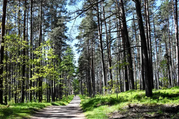 Riga, Letonya 'da gür bir çam ormanının içinden geçen sakin bir kaldırım yolu huzur dolu bir gezintiyi davet ediyor. Güneş ışığı uzun ağaçların arasından süzülür, yolu aydınlatır ve huzurlu bir doğal kaçış yaratır..