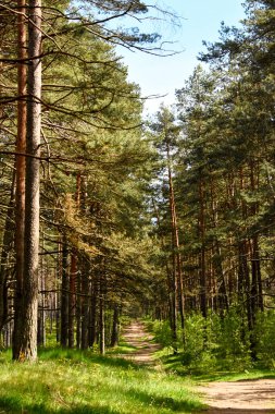  Yoğun ve güneşli bir çam ormanı boyunca uzanan dar bir toprak yol, yüksek ağaç gövdeleri ve yemyeşil ormanlarla çevrili. Sahne, Riga 'nın ormanlarındaki doğanın güzelliğini keşfetmek için bir sükunet ve davetiye çağrıştırıyor..