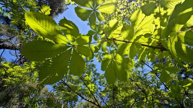 Güneş ışığı yeşil yaprakların arasından parlıyor. Direk ağaç tepesine bakan alçak açılı bir görüntü. Büyük, solgun bileşik yapraklar parlak bir yeşildir, parlak yaz güneşi tarafından aydınlatılır ve dalların arasından süzülür..