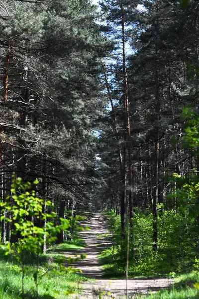 Yoğun bir çam ormanında, gölgeli bir tepe örtüsü oluşturan uzun ağaçlarla dolu huzurlu bir toprak yol esiyor. Ormanın zeminindeki serin, benekli ışık ve canlı yeşil çalılıklar Riga 'daki doğanın sakinliğini çağrıştırıyor..