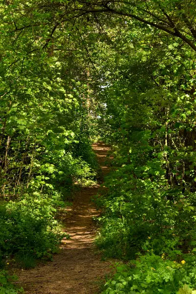 Güneş lekeli bir ormanın gür, canlı yeşil gölgesinde dolambaçlı bir toprak yol kaybolur ve doğal bir kemer yolu yaratır. Bu davet sahnesi Riga 'da huzur, gizem ve dokunulmamış doğanın güzelliğini çağrıştırıyor..