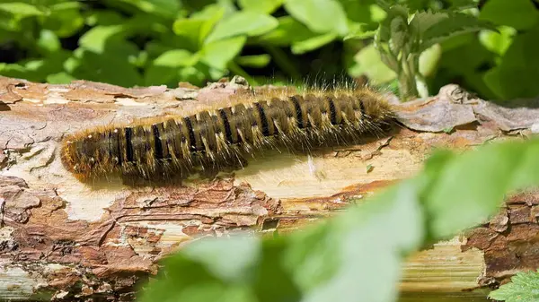  Belirgin çizgileri olan tüylü, kahverengi ve siyah tırtıl, arka planda bulanık yeşil yapraklı, desenli bir ağaç kabuğu boyunca sürünür. Bu yakın plan, tırtılın ve doğal orman ortamının karmaşık detaylarını yakalar..