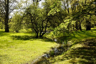 Güneş ışığıyla yıkanan sakin bir park alanı, canlı yeşil çimenler arasında dolanan dar bir dere içeriyor. Arka planda, yemyeşil ağaçların altındaki dereyi geçen küçük, koyu ahşap bir köprü görülebilir.. 