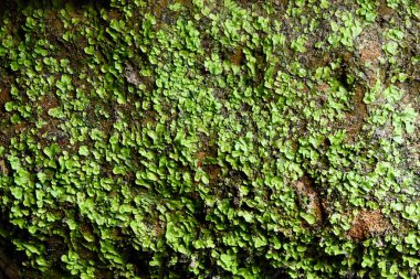 Letonya 'daki Gauja Ulusal Parkı' ndaki mağaranın içindeki tarihi oymalar. Bir mağaranın içindeki pürüzlü, dokulu duvar görüntülerinde isimler, tarihler ve semboller de dahil olmak üzere sayısız tarihi ve modern oymalar yer alıyor..
