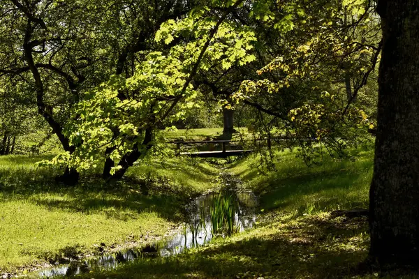 Güneş ışığıyla yıkanan sakin bir park alanı, canlı yeşil çimenler arasında dolanan dar bir dere içeriyor. Arka planda, yemyeşil ağaçların altındaki dereyi geçen küçük, koyu ahşap bir köprü görülebilir.. 