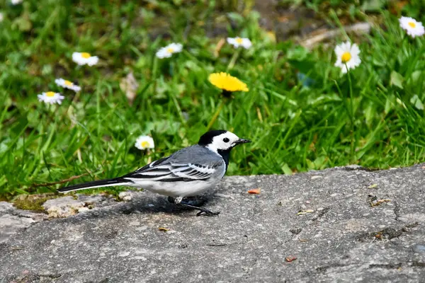 Beyaz papatyalar ve sarı bir karahindiba ile benekli çimen canlı yeşil arka planı ile Taşın üzerinde Pied Wagtail. 