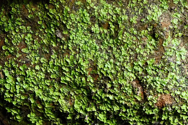 Letonya 'daki Gauja Ulusal Parkı' ndaki mağaranın içindeki tarihi oymalar. Bir mağaranın içindeki pürüzlü, dokulu duvar görüntülerinde isimler, tarihler ve semboller de dahil olmak üzere sayısız tarihi ve modern oymalar yer alıyor..