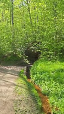 Lüks bir Letonya Ormanında Orman Yolu ve Küçük Akıntı