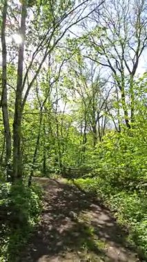 Orman yolu ve ışık filtresi. Taze bahar veya yaz yapraklarıyla uzun ağaçlar, huzurlu ve davetkar bir atmosfer yaratırlar.