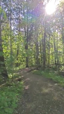  Yolun her iki tarafında da taze, bol yapraklı uzun ağaçlar var. Tünele benzer bir etki yaratarak gözü Letonya 'nın sakin ormanlarının derinliklerine çekiyor..