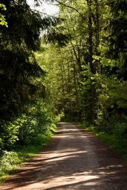 Sakin bir toprak yol, yoğun bir Letonya ormanında hafifçe esiyor, güzel benekli güneş ışığıyla yıkanmış, tepedeki ağaçların arasından süzülüyor..