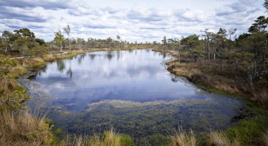 Yansıyan Gökyüzü ile Serene Wetland Manzarası. Yüzeyi dinamik bulutları yansıtan, kendine özgü bataklık bitkisi tarafından çerçevelenmiş, bir turba bataklığının içindeki su yolu.. 