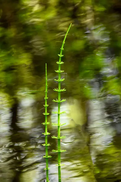 Suya Karşı Yeşil At Kuyrukları. Durgun sudan yükselen iki farklı at kuyruklu bitki (Equisetum), yeşil yansımaların güzel bulanık arka planına karşı