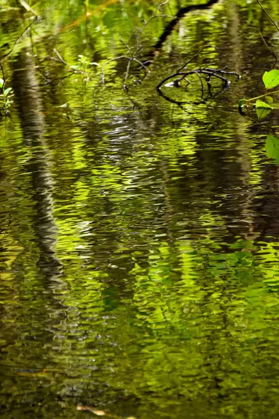 Soyut Doğa: Yeşil Yapraklar, sakin bir su yüzeyine yansıyan parlak yeşil yapraklar ve dallarla su yüzeyine yansıyor. 