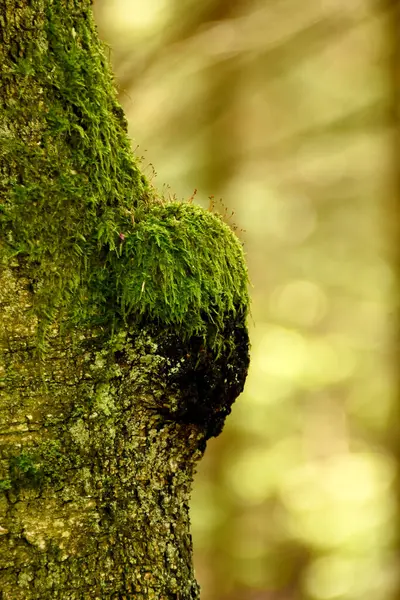 Bu fotoğraf, yosun ve ağaç kabuğu arasındaki simbiyotik ilişkiyi vurguluyor, bu da gelişen narin ama dirençli yaşamı gösteriyor. 