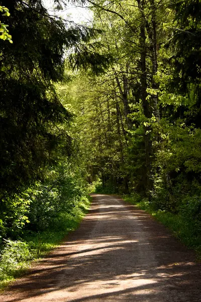Sakin bir toprak yol, yoğun bir Letonya ormanında hafifçe esiyor, güzel benekli güneş ışığıyla yıkanmış, tepedeki ağaçların arasından süzülüyor..