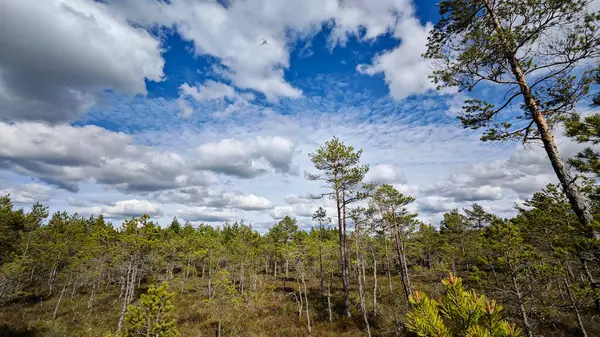 Bataklık Ormanı 'nda Bulutlu Gün. Dramatik bulutlarla dolu dinamik ve büyüleyici bir gökyüzü altında eşsiz bir bataklık manzarası..