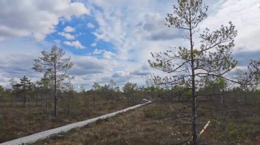 Letonya 'da Bulutlu Gökyüzü Altında Geniş Bataklık. Uzun, dolambaçlı bir tahta kaldırım, izleyiciye, parçalı bulutlu bir gökyüzünün altındaki engin ve sakin bataklık manzarasında rehberlik eder..