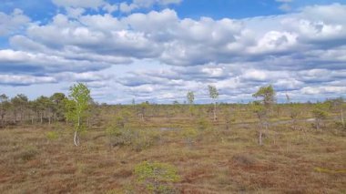 Engin bir bataklıkta Bulut Dolu Gök Ağaçlar ve Eşsiz Bitkiler. Geniş, yatay manzara, alçak yerde, kahverengimsi yeşil bitki örtüsüyle karakterize edilmiş, el değmemiş, dingin bataklık manzarasını yakalar.