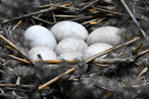 Kuru dalları olan yumurtalar.