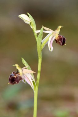 Close-up of the rare and delicate Ophrys elegans (Elegant Bee-orchid) with two blooms on a tall green stem against a soft, blurred natural background, showcasing its unique petals.