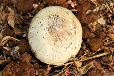 Wild mushroom cap emerging from the dark, rich forest floor soil, surrounded by dry leaves and organic matter in a close-up outdoor shot.