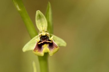 Güzel, vahşi bir Ophrys orkide çiçeğinin sarı, yeşil ve koyu kahverengi taç yapraklarıyla makro görüntüsü. Görüntünün yumuşak, doğal bir arka planı var..